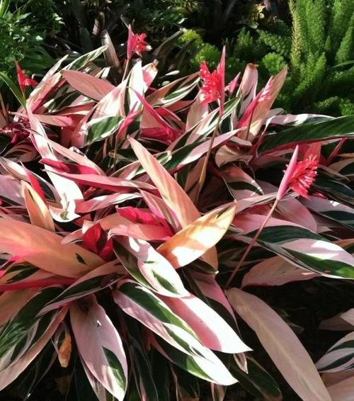 观赏竹芋大家族里,七彩竹芋常被用作绿化,叶子多彩,值得养一盆