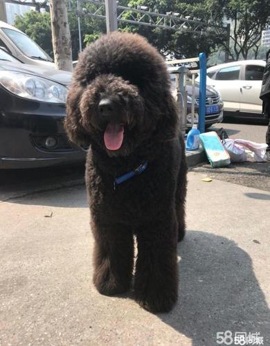 出售纯种巨贵幼犬成犬