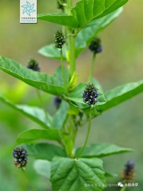 网易首页>网易号>正文申请入驻> 补骨脂为豆科植物补骨脂的果实.