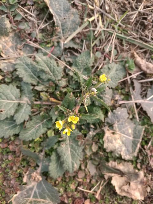 谁见过蟾蜍草开花是什么样子