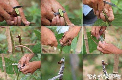 石榴树嫁接技术方法及嫁接时需要注意的事项