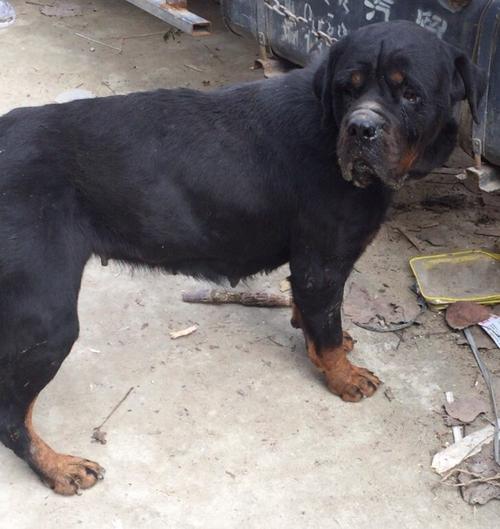 下巴短平,没有尾巴,这是什么品种的狗