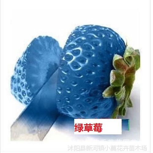 草莓种子攀援草莓 菠萝蜜 牛奶草莓 黑巴克草莓 草莓种子当年结果