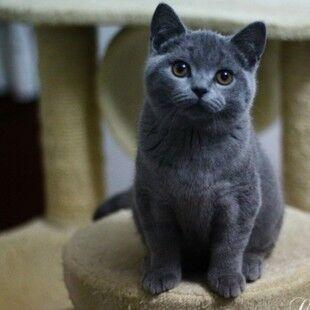 蓝胖子在线寻主～|英短蓝猫