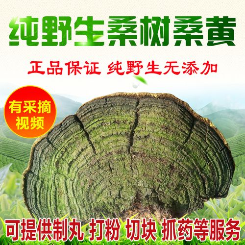 喜欢野生桑黄灵芝纯天然特级500g的还喜欢