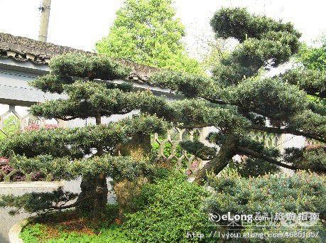 limodou采集到多图_岳麓山-万景园