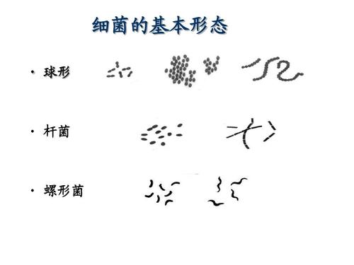 油镜使用和细菌基本形态特殊结构ppt