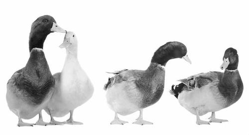 鸭子昼夜生长规律要记牢