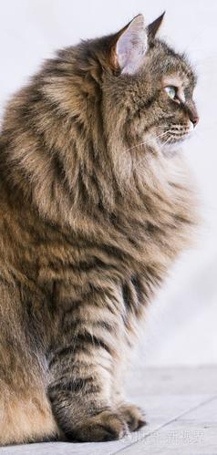 长毛猫,棕色皮毛的西伯利亚