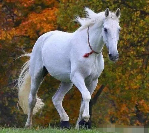 心理学:凭直觉选一匹白马,测出这辈子最忘不了你的人是谁?