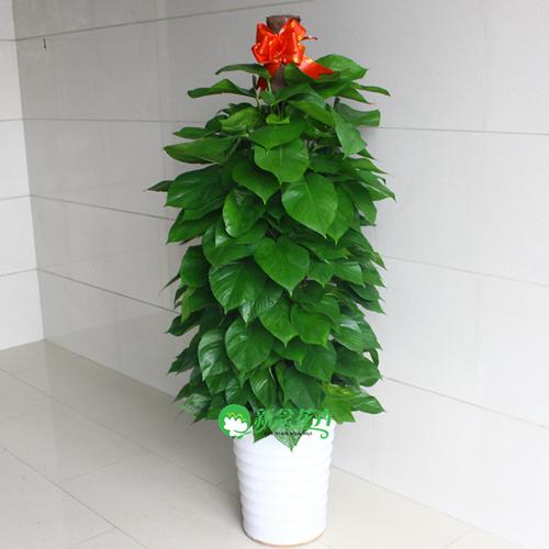 新念 大绿萝盆栽办公室植物净化空气吸甲醛绿植花卉 送货上门