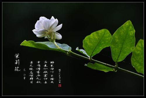 防治病虫害:茉莉常有螟蛾幼虫和介壳虫,红蜘蛛为害,以7 月至9月最为