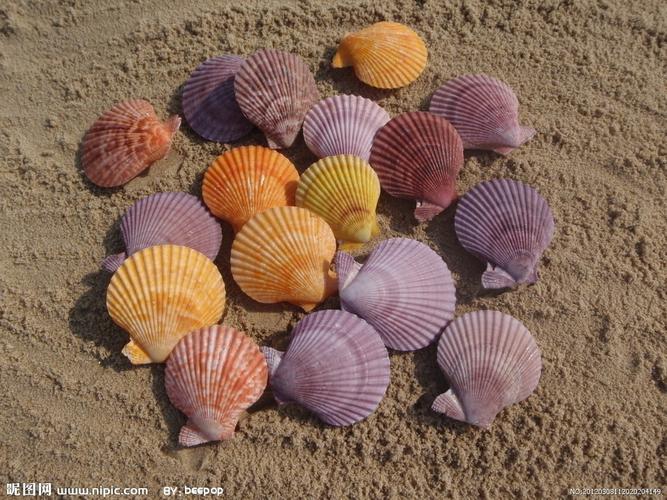 彩色贝壳图片
