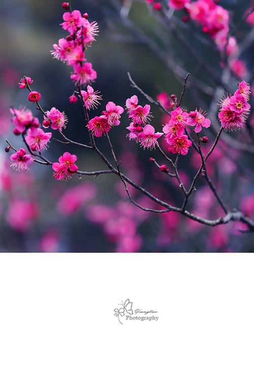 又是一年梅花开