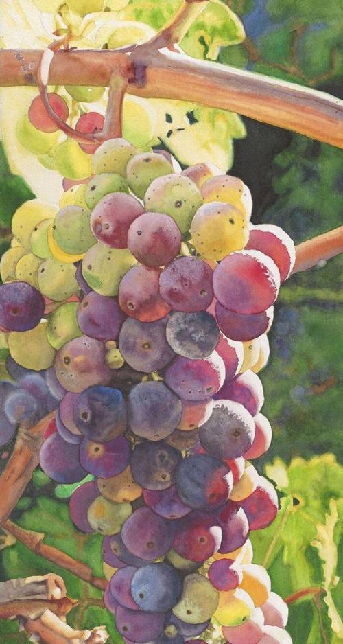 一组水彩葡萄欣赏,看的直流口水