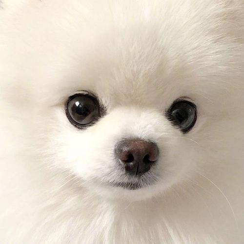 求这种狗狗头像类似的或者另一半