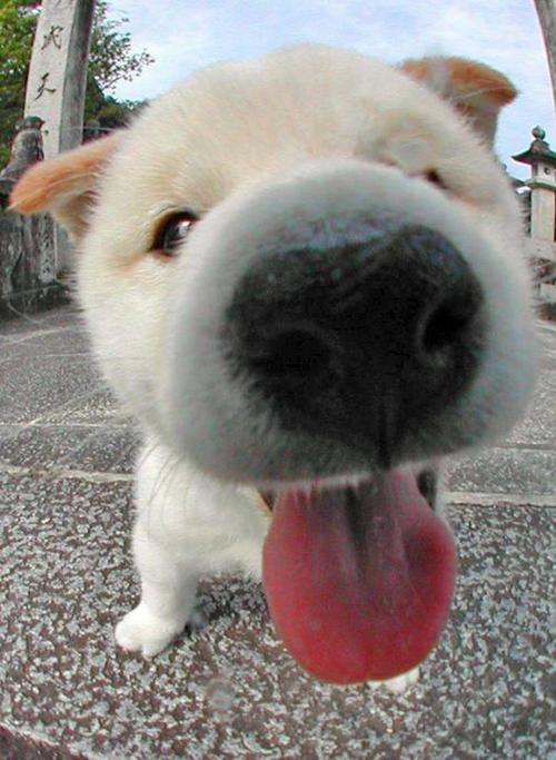 鱼眼镜头下的狗狗