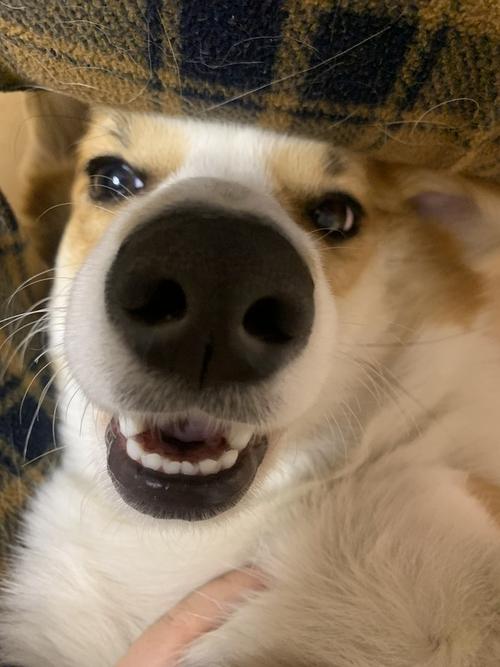 讨论想看看大家广角镜头下的狗子