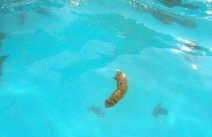 事实证明,大便的密度比水要低