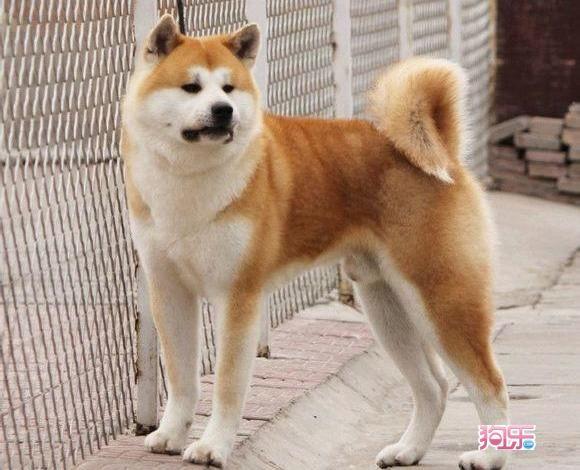 秋田犬图片大全