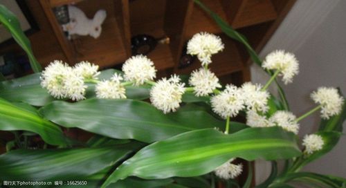 关键词:巴西木开花 植物 巴西木 开花 白花 绿色 家居 装饰 花草 生物