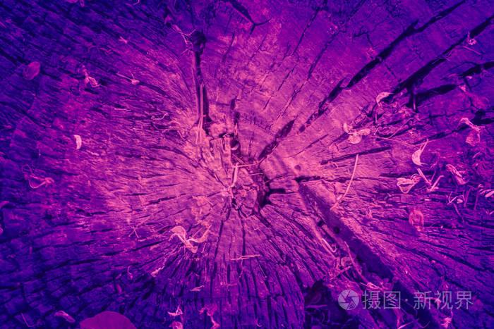 新潮背景色紫木树桩的年度概念.紫外线抽象背景