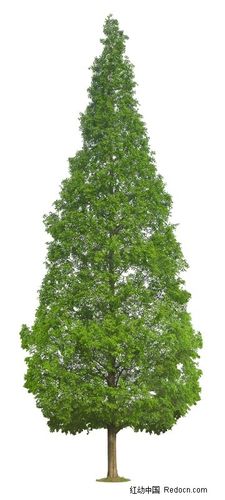 下载《笔直的一棵绿色柏树psd分层素材》[二星图片]