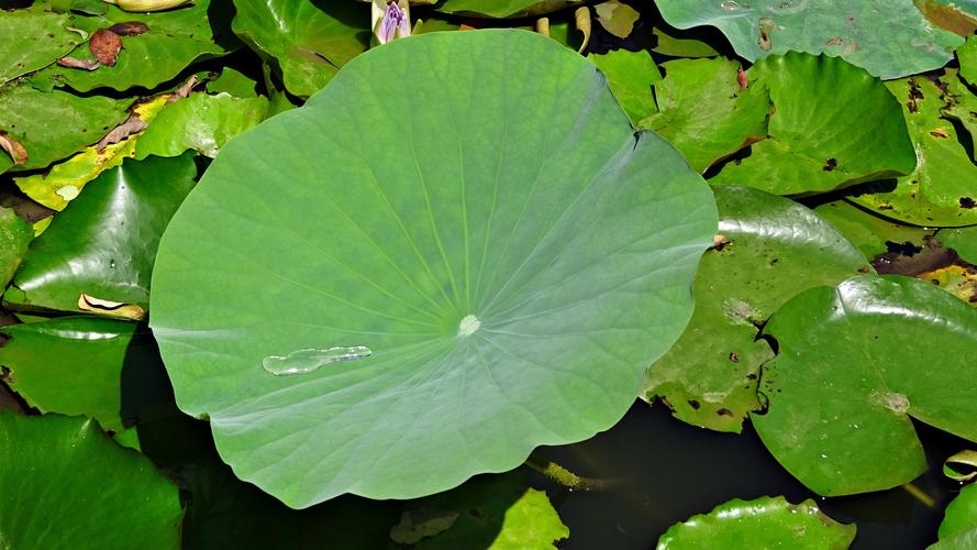 绿色的荷叶图片-花卉壁纸-高清花卉图片-第7图-娟娟壁纸