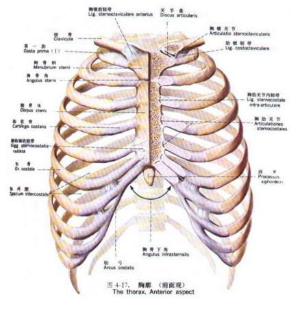 肋软骨炎怎样自我检查