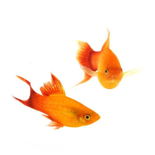 金牡丹鱼多久繁殖一次?幼鱼应该怎么饲喂?