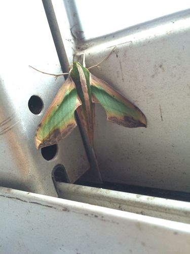 这个是什么飞蛾?还是虫子?有毒吗?