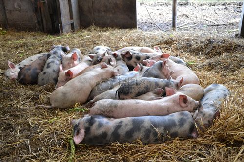猪圈里的一群猪图片素材_免费下载_jpg图片格式_高清