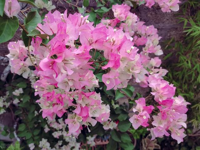 三角梅品种大全,勤花懒花一目了然,总有几种能让你怦然心动