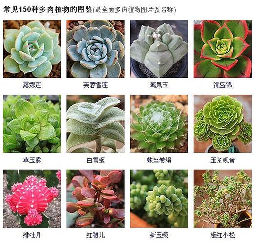 150种常见多肉植物图鉴最全面的多肉植物图片及名称