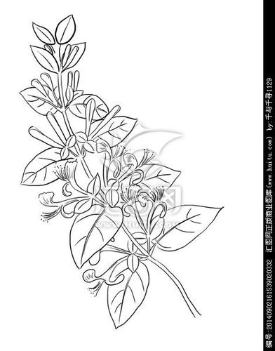 金银花手绘简笔画