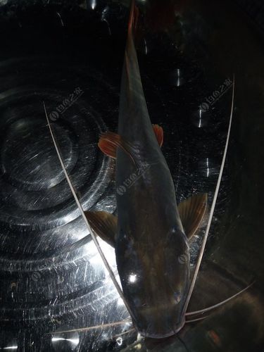 这胡子鱼怎么样真过瘾啊