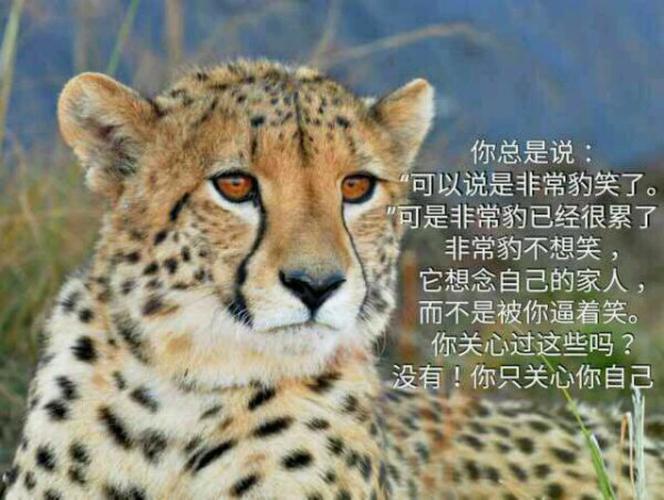 你只关心你自己表情包你总是说可以说是
