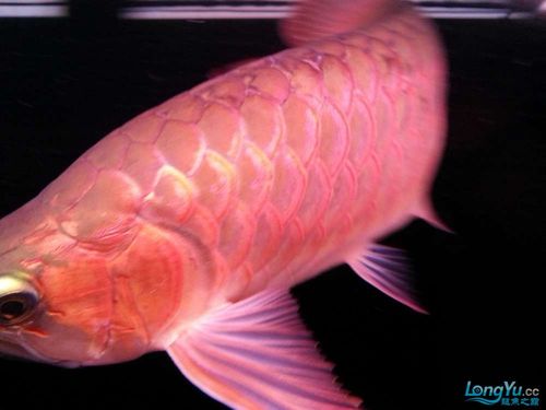 龙鱼融鳞,换水有白色粘膜脱落!