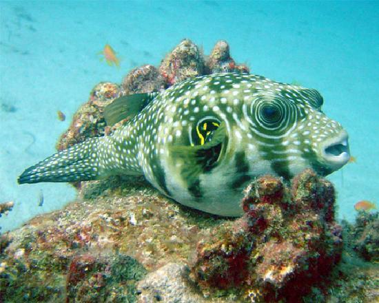 puffer fish - picture of aqua divers, dahab