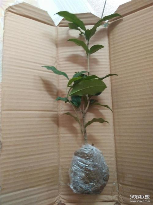 桂花苗嫁接桂花苗