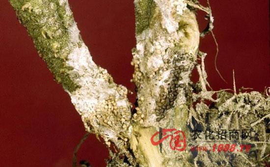 病虫害防治 金银花白绢病 -> 金银花白绢病的特征  真菌性病害.