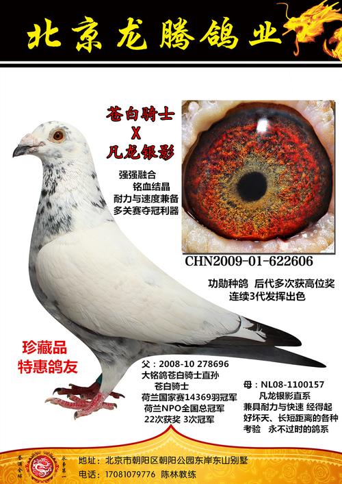 苍白骑士x凡龙银影 保证金级 拍卖