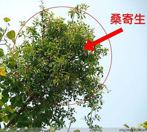 sang ji sheng 拉丁:herba taxilli 别名:桑上寄生,寄生草,寄生树