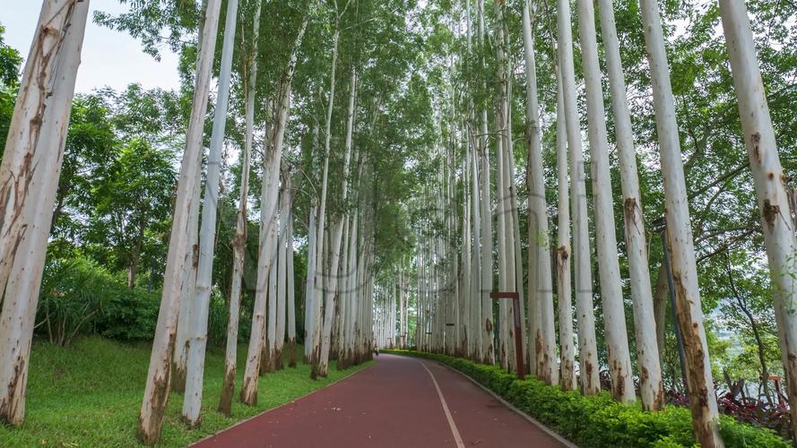 林荫小路阳光桉树林_3840x2160_高清视频素材下载(:)