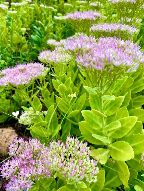 八宝景天的花语:吉祥