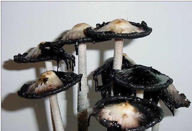 墨汁鬼伞吓哭女主人:地板窜出蛇状蘑菇,一到半夜就变