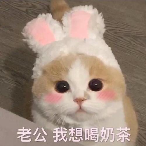猫咪表情包合集我小猫咪的心好痛