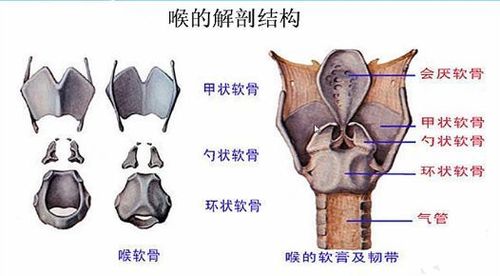 精选病例 | 环杓关节脱位处理一例
