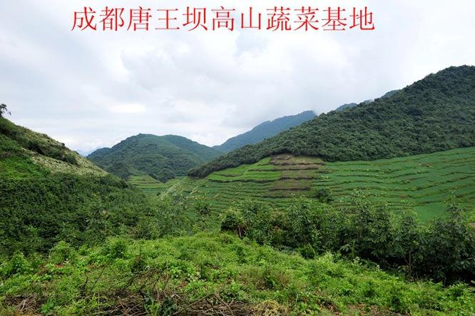 成都市大邑唐场豆腐厂 供应信息 根菜类 四川成都特产无污染唐王坝