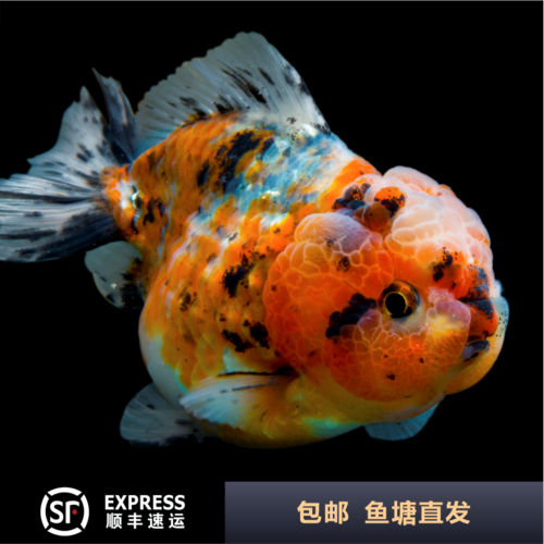 包活短尾小型花狮泰狮五花狮子头活体鱼 宝狮金鱼观赏鱼淡水 元 包邮